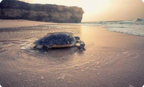 Turtle Reserve – Guesthouse