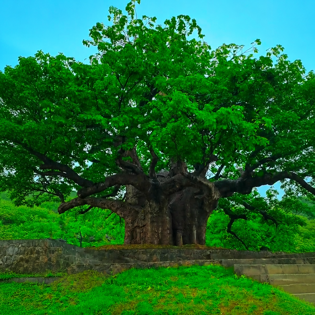 Salalah Trip Itinerary (5 Days)