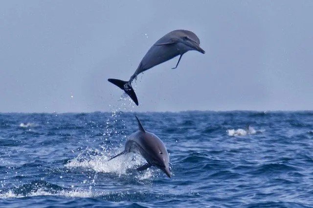 Dolphin Watching